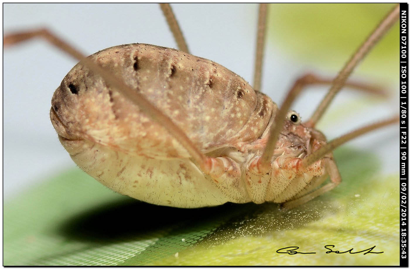 Opilio canestrinii (albino)